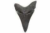 Juvenile Megalodon Tooth - South Carolina #340610-1
